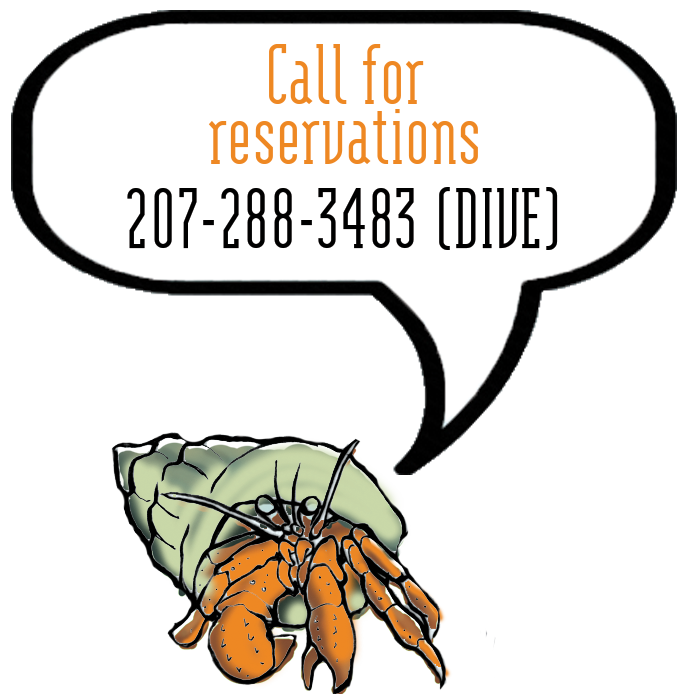 hermit crab